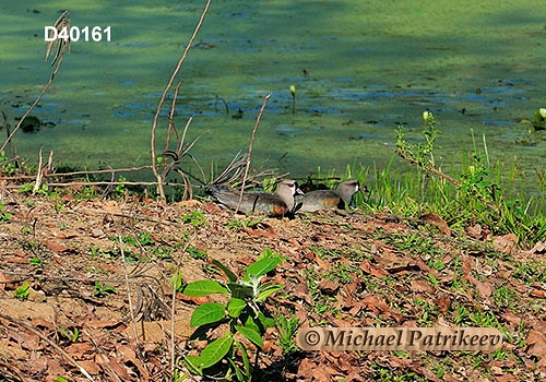 Southern Lapwing (Vanellus chilensis)